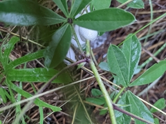 Pediomelum cuspidatum