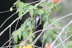 Stephanoxis loddigesii