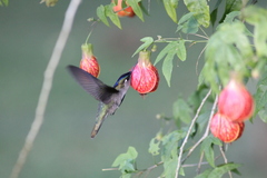 Stephanoxis loddigesii