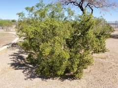Magnoliopsida