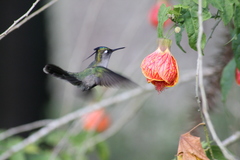 Stephanoxis loddigesii