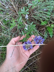 Pediomelum cuspidatum