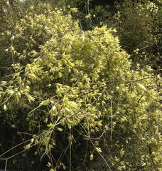 Clematis afoliata