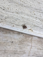 Dyroderes umbraculatus