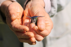 Stephanoxis loddigesii