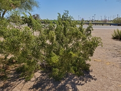 Larrea tridentata