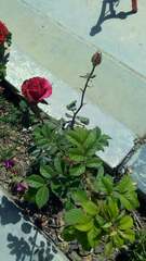 Rosa