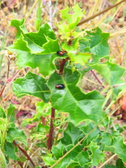 Cryptocephalus sanguinicollis