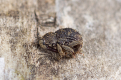 Acalles echinatus
