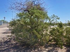Prosopis juliflora