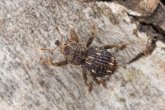 Acalles echinatus