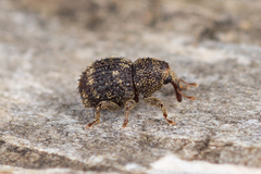 Acalles echinatus