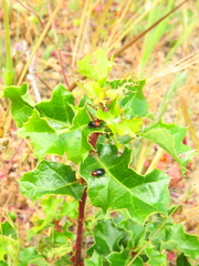 Cryptocephalus sanguinicollis