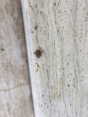Dyroderes umbraculatus