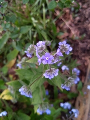 Pentaglottis sempervirens