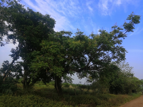 Image of Spondias mombin by (c) Obed Palagot Echavarria, some rights reserved (CC BY-SA)