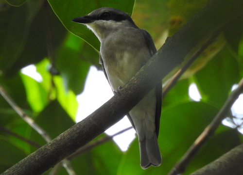 Large Woodshrike (Tephrodornis virgatus)