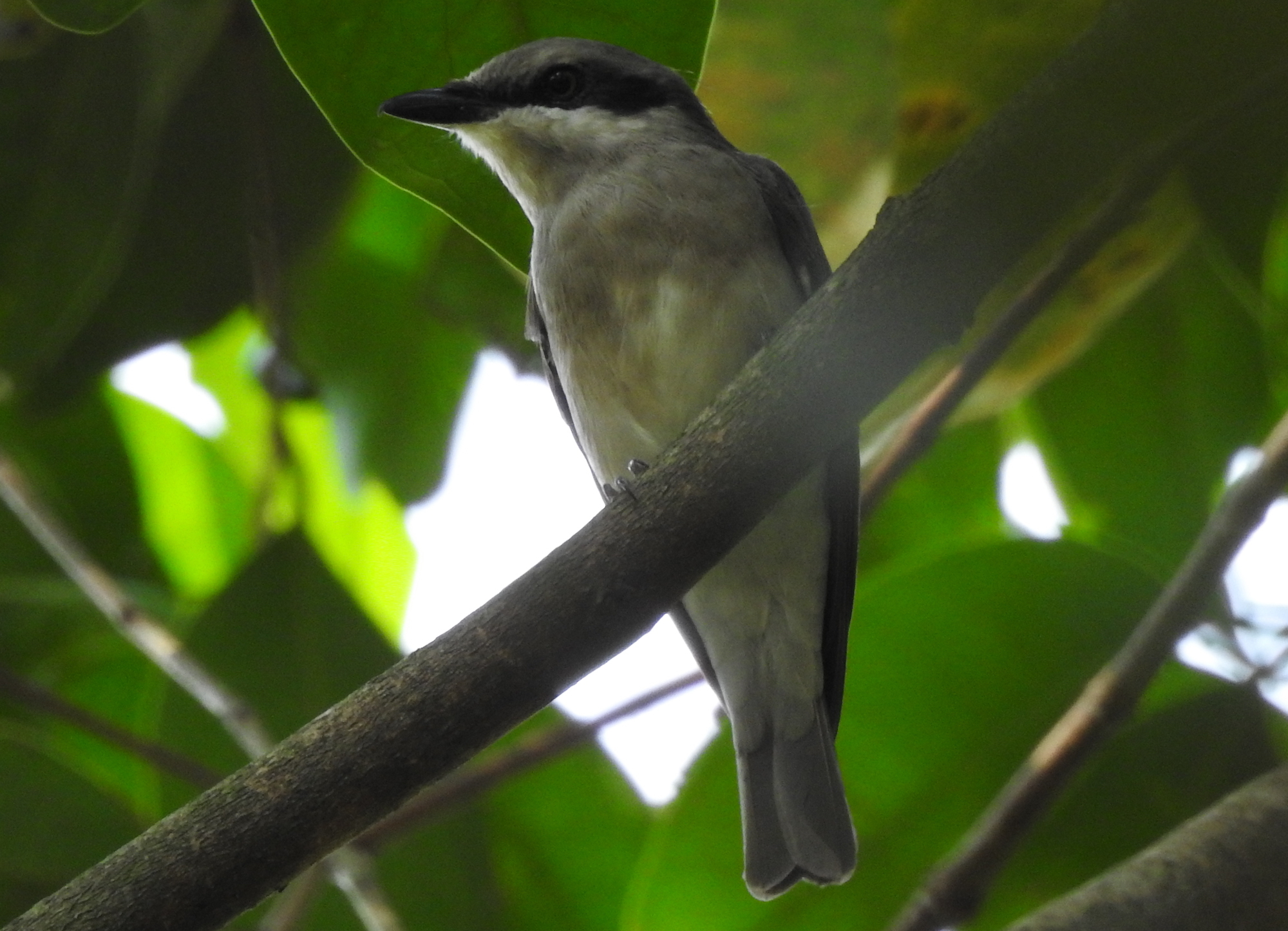 Large Woodshrike illustration
