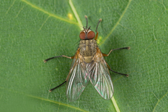 Helina impuncta