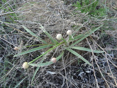 Allium tulipifolium