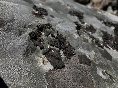 Umbilicaria polyphylla