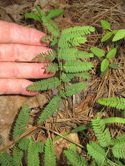 Mimosa hystricina