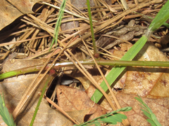 Mimosa hystricina