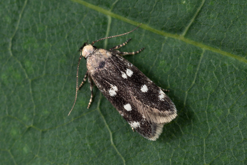 Gelechia sestertiella Heydenreich, 1851