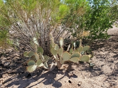 Opuntia