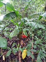 Heliconia bihai