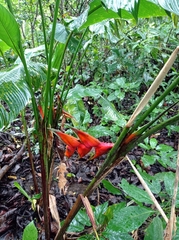 Heliconia bihai