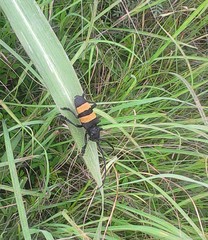 Phryneta aurocincta