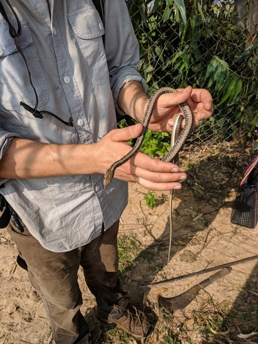 Photo of a Daudin's Bronzeback (Dendrelaphis tristis)