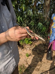 Dendrelaphis tristis