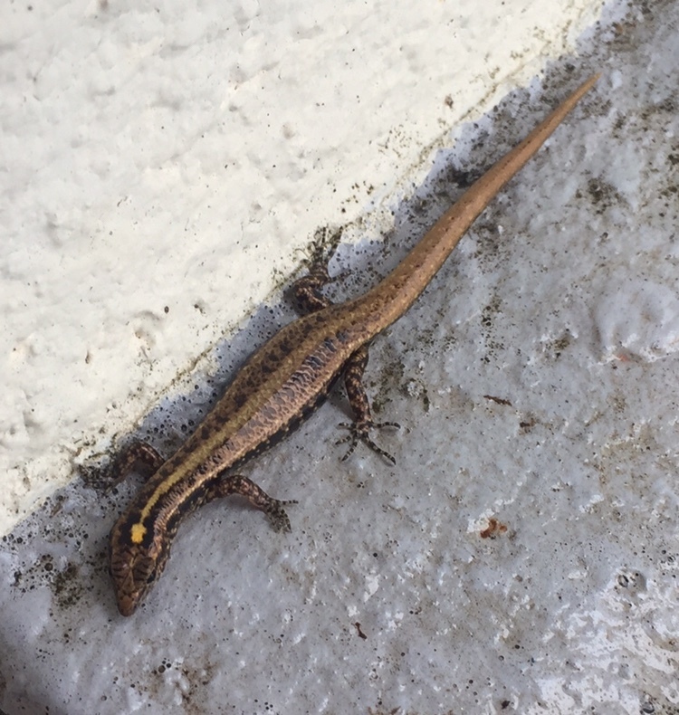 Moth Skink