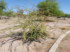 Mimosoideae