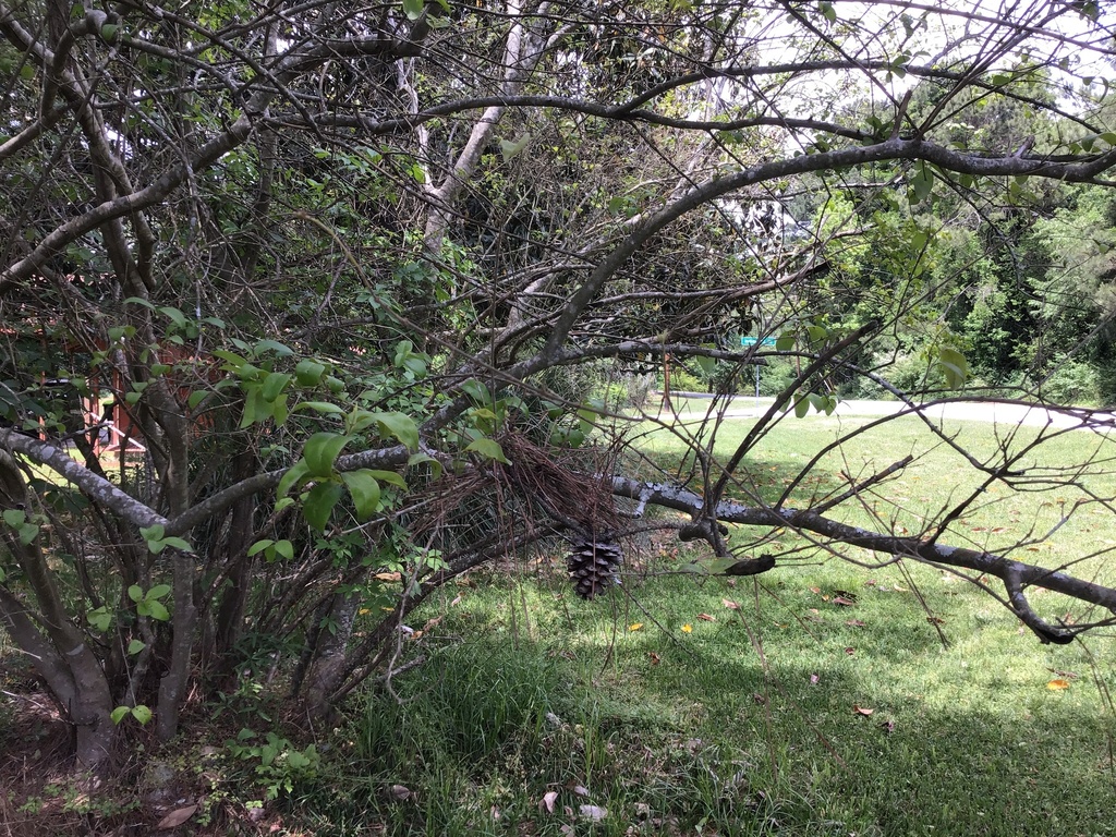 waxleaf ligustrum from Crane Rd, Jonesboro, GA, US on April 30, 2021