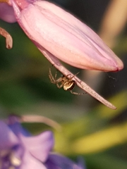 Mangora acalypha