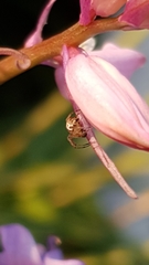 Mangora acalypha