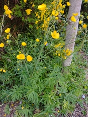 Ranunculus acris