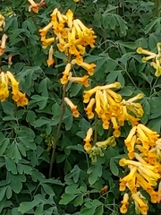 Pseudofumaria lutea