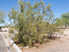 Magnoliopsida