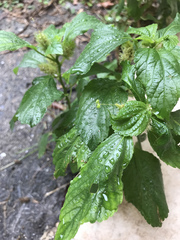 Parietaria officinalis