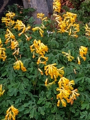 Pseudofumaria lutea