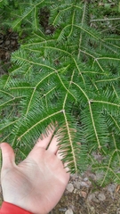 Abies balsamea image