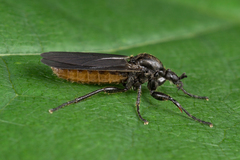 Bibio leucopterus