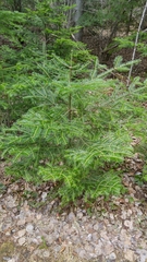 Abies balsamea image