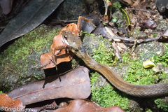 Thamnosophis infrasignatus