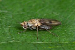 Trixoscelis obscurella