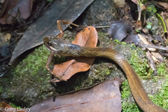 Thamnosophis infrasignatus